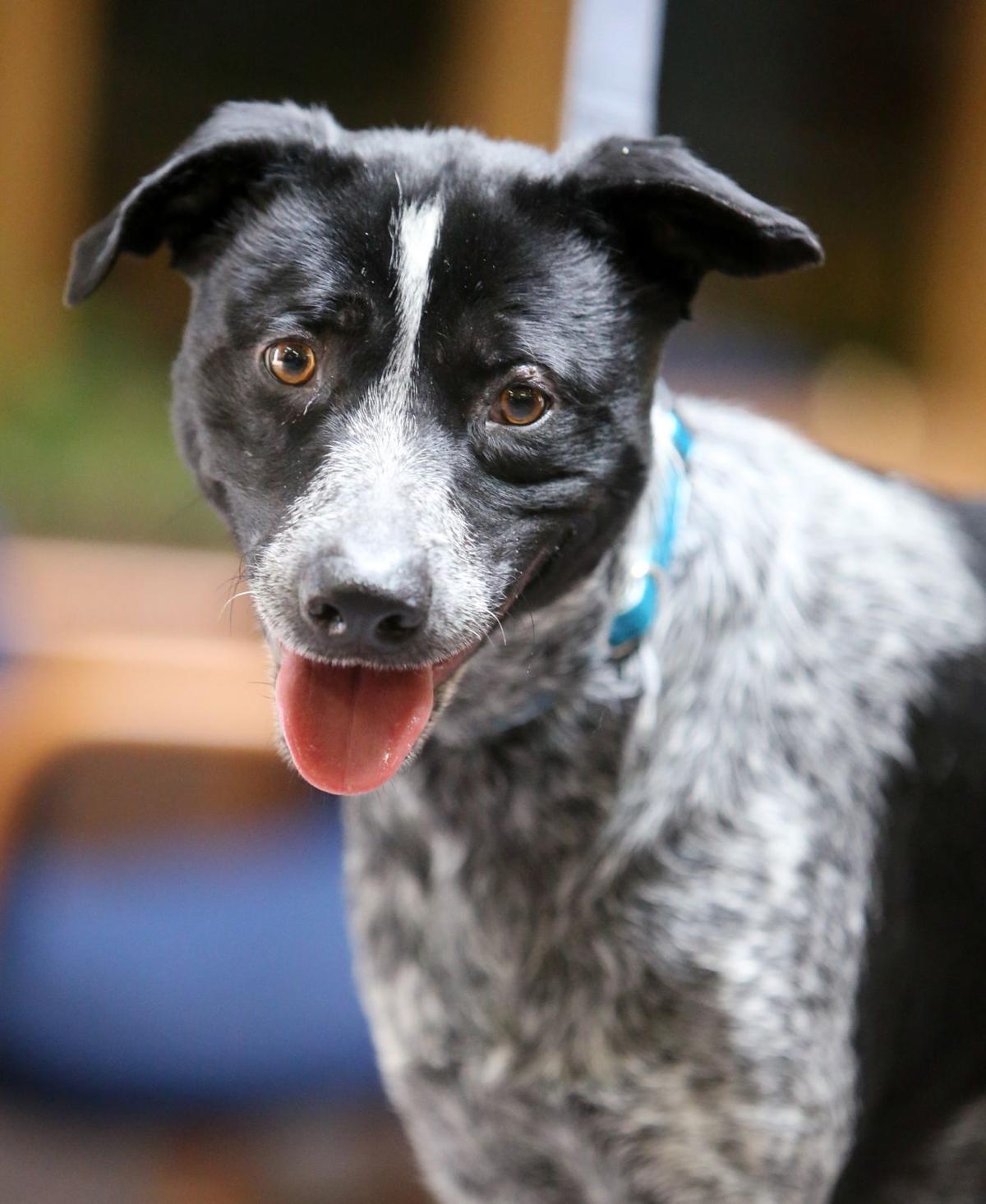 rez rescue pet of the week tillie pets billingsgazette rez rescue pet of the week tillie pets billingsgazette