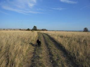 5 great places in Billings to walk the dog