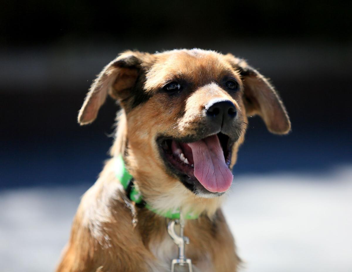 rez rescue pet of the week howie pets billingsgazette rez rescue pet of the week howie pets billingsgazette