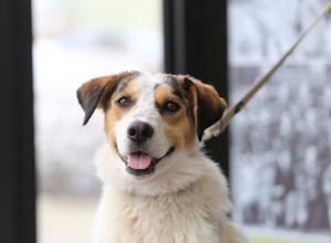 Pet of the Week: Beau