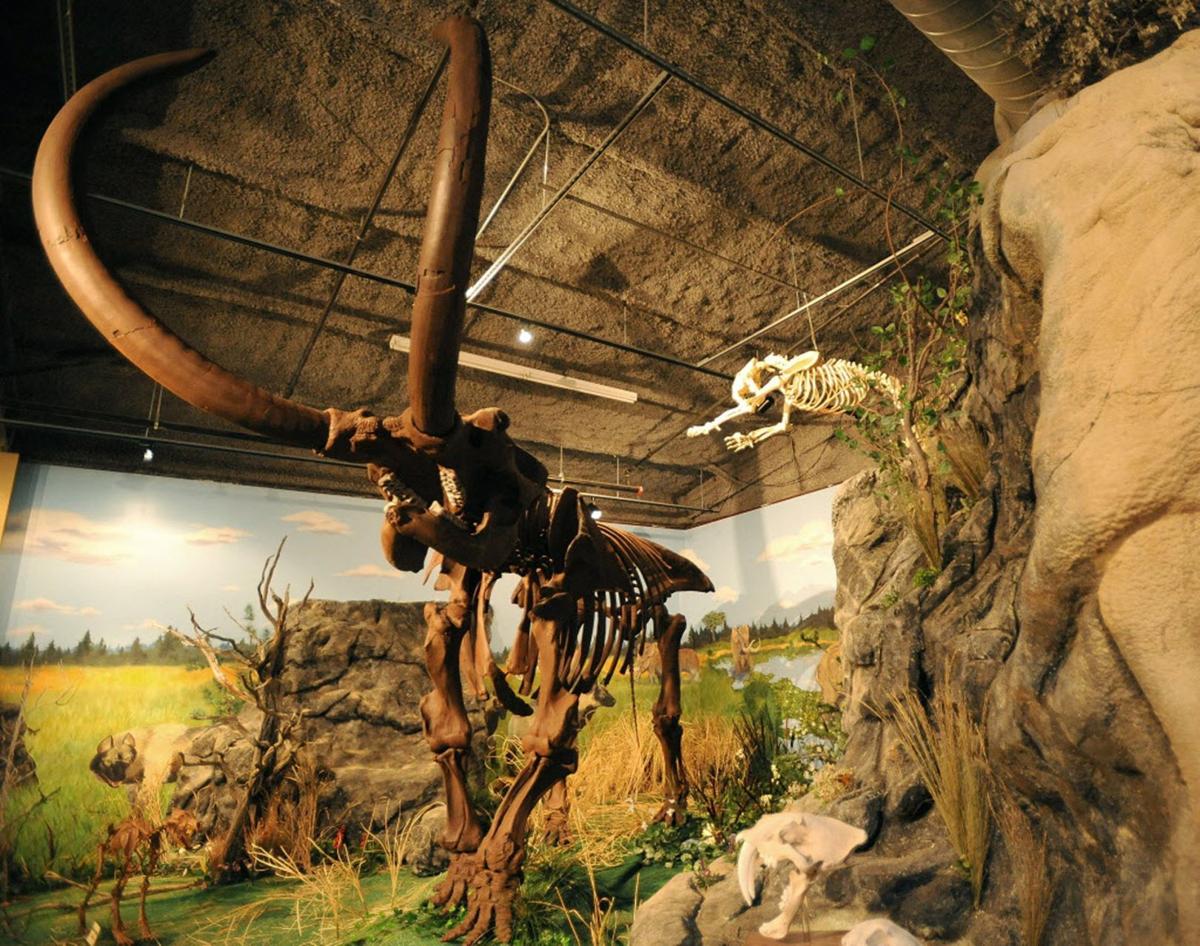 creationist dinosaur museum