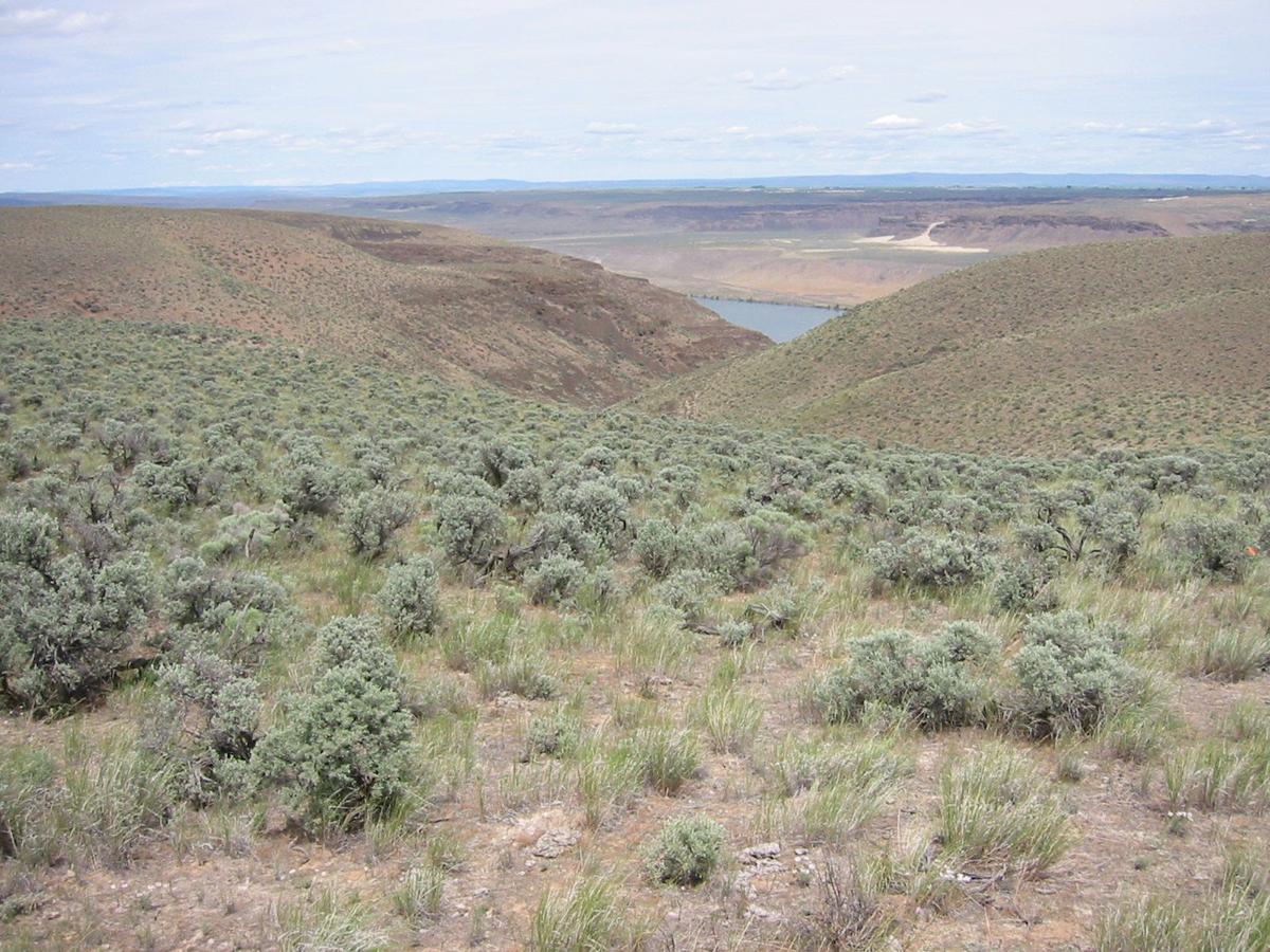 study: big sagebrush may weather climate change