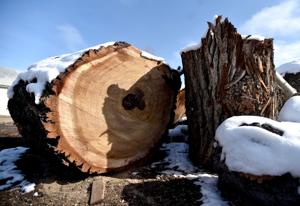 Filled with rot, a champion tree was felled in Joliet