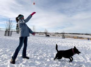Bees, bonds and blight — Billings City Council faces full agenda Tuesday