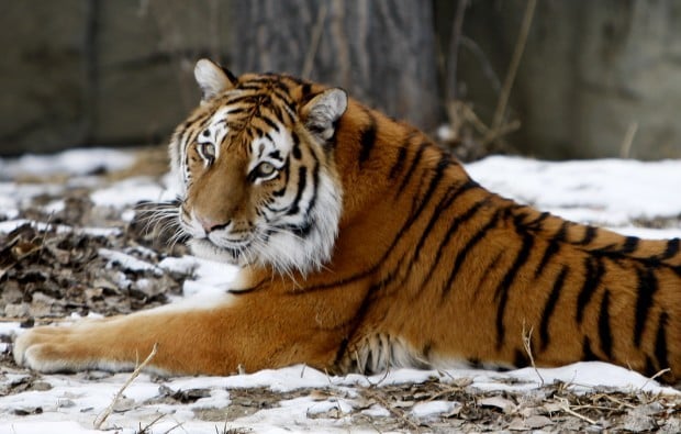 Koosaka, a Siberian tiger at ZooMontana