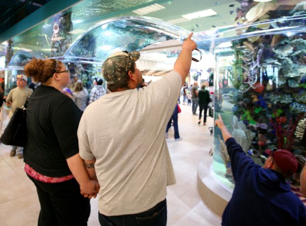 scheels billings mt