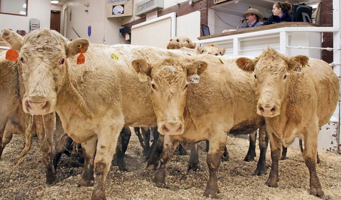 Cattle prices slide at year end for Montana ranch economy Montana