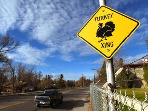 Turkey crossing sign installed to protect birds on Rimrock