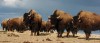 Yellowstone bison hazing could wrap up next week 