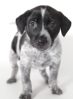 Pet of the Week: Beanie