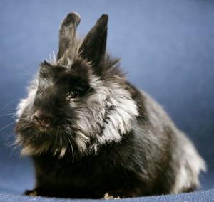 Pet of the Week: Cleo