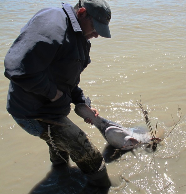 Paddlefish season opens at Intake, Montana's largest paddlefishery