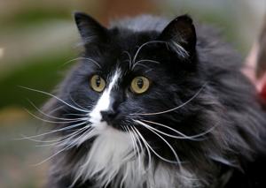 Pet of the Week: Brody