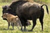 Changes considered for Yellowstone bison slaughter program
