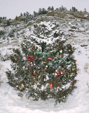 Dog tree a testament to Billings' love affair with its four-legged friends