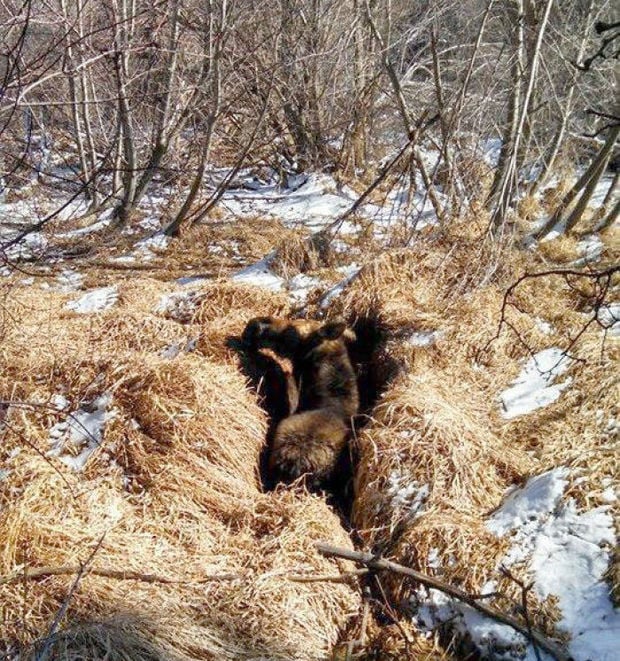 Cow moose