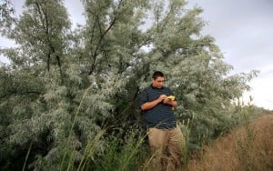 russian olive trees manage hardin hopes scholar spread research help her bighorn olives along river state