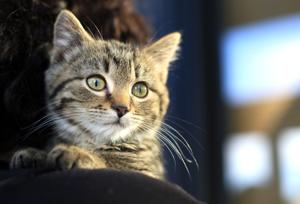 Pet of the Week: Christian