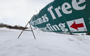 Where to recycle your Christmas tree