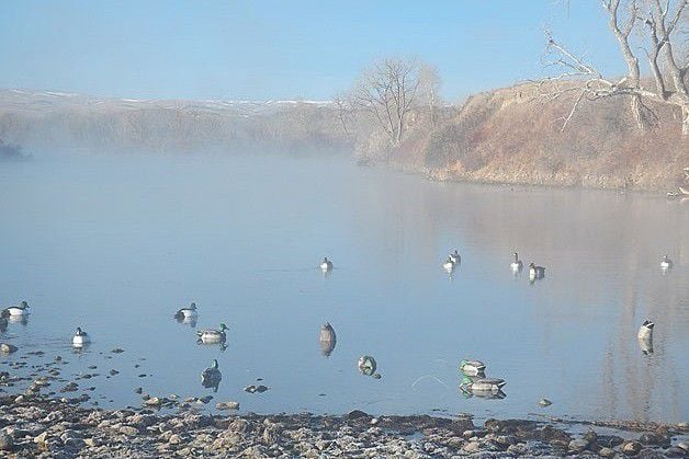 Idaho waterfowl migration report ohio