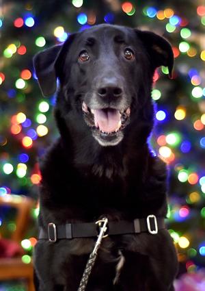 Pet of the Week: Roco