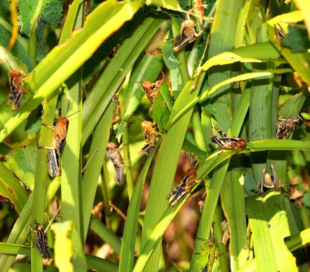 in Montana the worst in 25 years Montana News