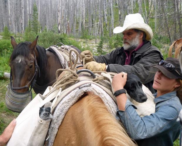 Horses for hounds