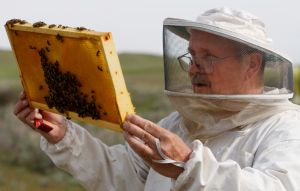 City Council mulls bonding for road projects, in-town beekeeping
