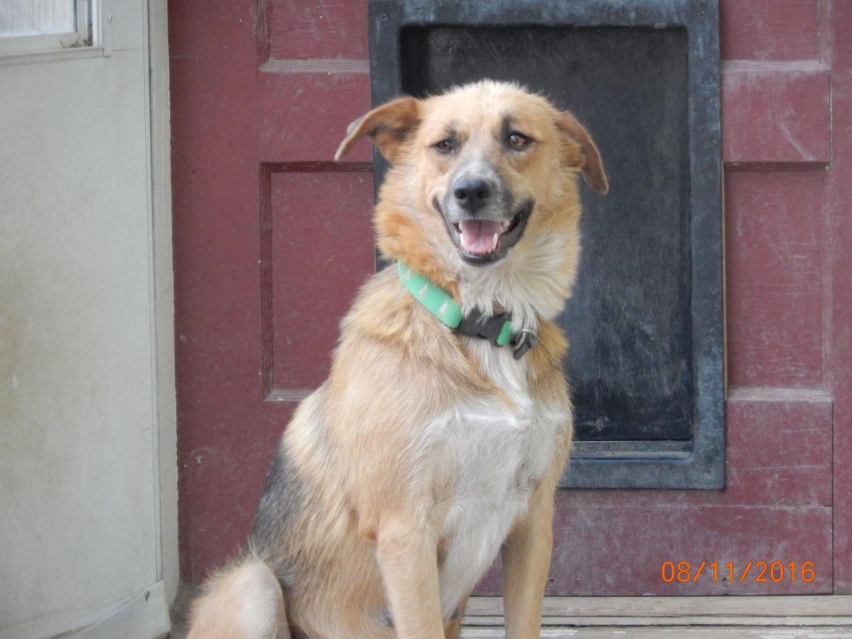 rez rescue pets looking for new homes in october pets billingsgazette rez rescue pets looking for new homes in october pets billingsgazette