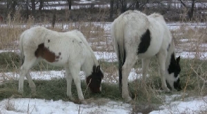 Underfed Horse