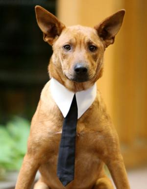 Pet of the Week: Devo