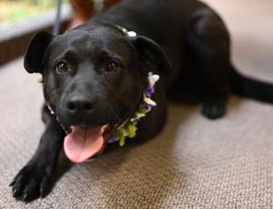 Pet of the Week: Betty