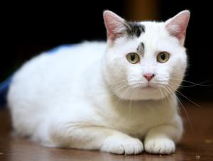 Pet of the Week: Spots
