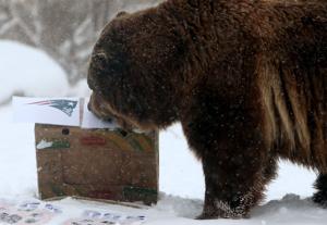 Ozzy the bear needs more time to consider Super Bowl pick