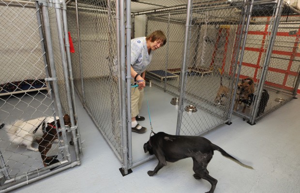 dog recovering from burns up for adoption as bark settles dog recovering from burns up for adoption as bark settles