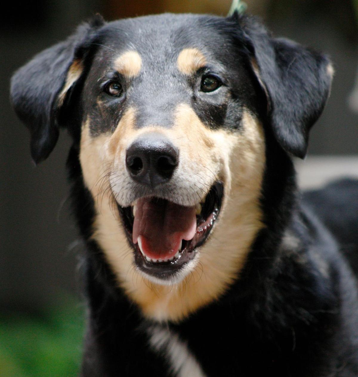 buddy humane society pet of the week buddy pets billingsgazette buddy humane society pet of the week buddy pets billingsgazette