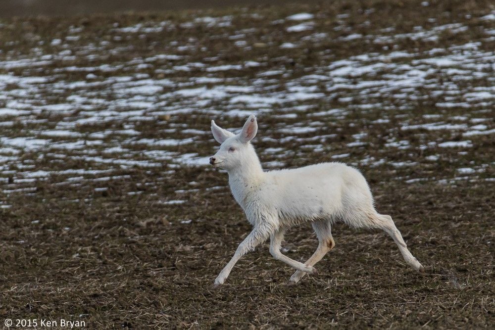 What is an albino deer?