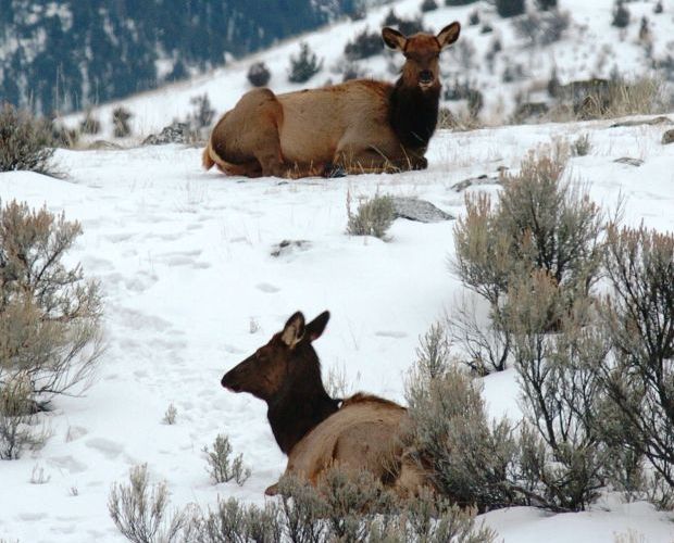 Northern Yellowstone elk populations climbing