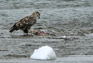 Feature photos: Eagles on the river