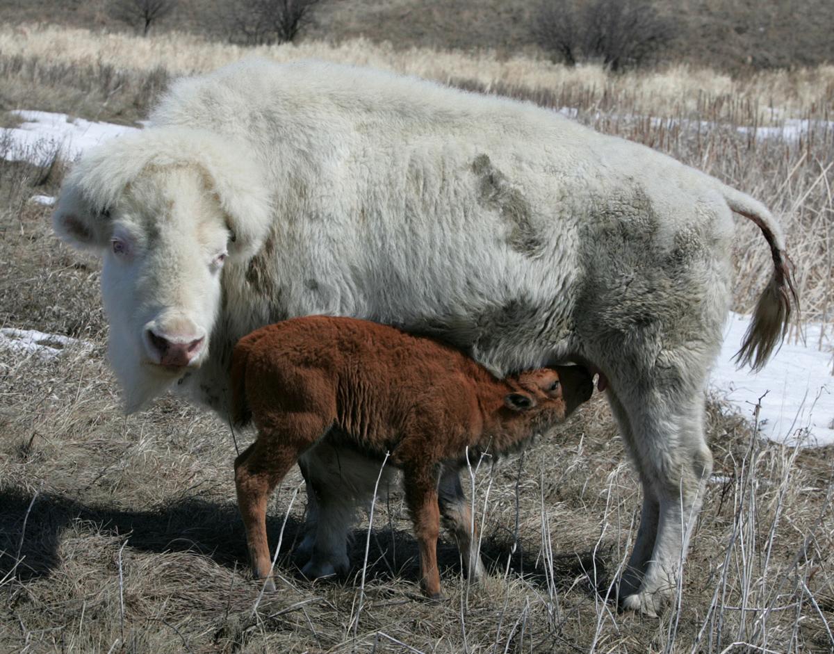 Albino bison 'White Cloud' leaves Jamestown North Dakota News