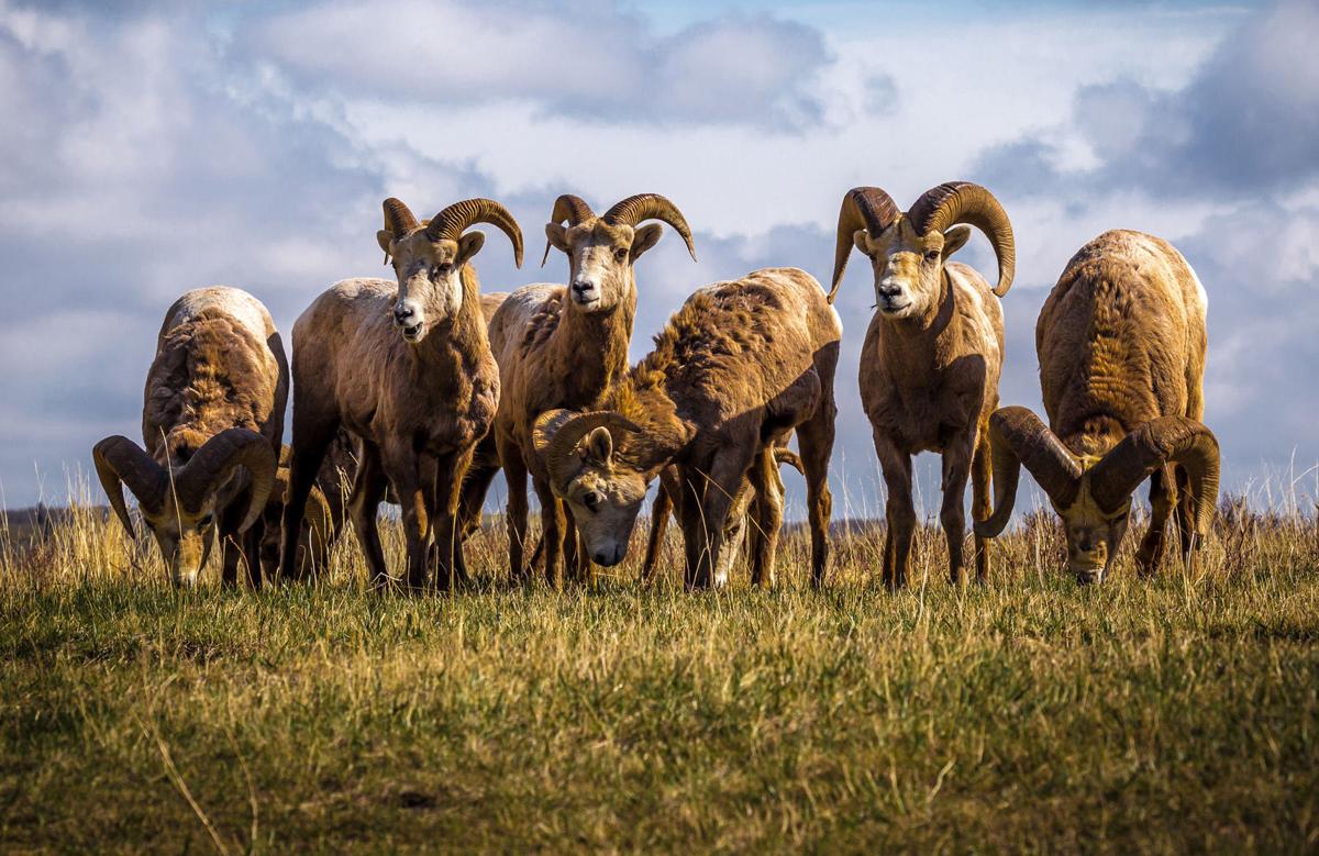 Eight hunting licenses issued for Badlands’ bighorn sheep North