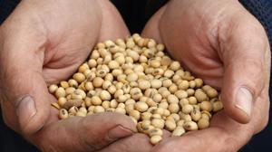 Planning continues for soybean crushing plant