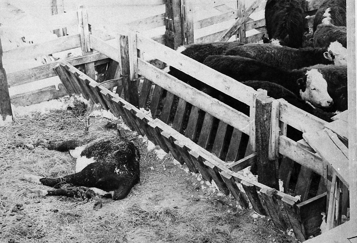 50 years later, Bismarck remembers '66 blizzard Bismarck News