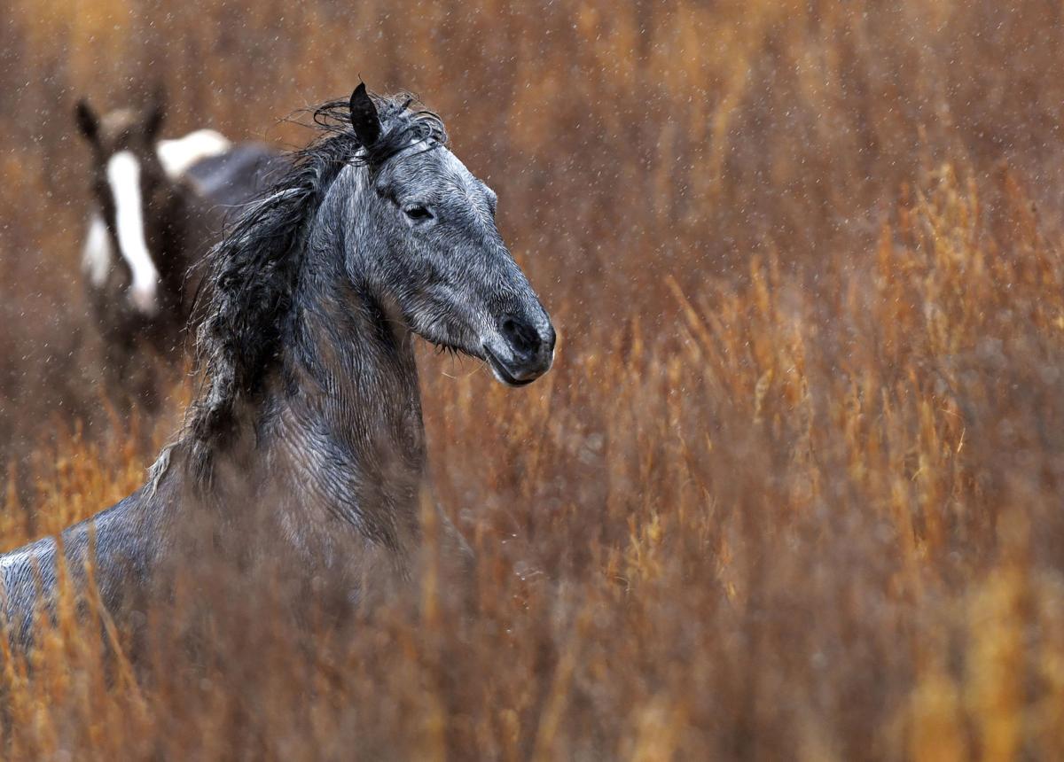 Photos The wild horses of Breathitt County National News