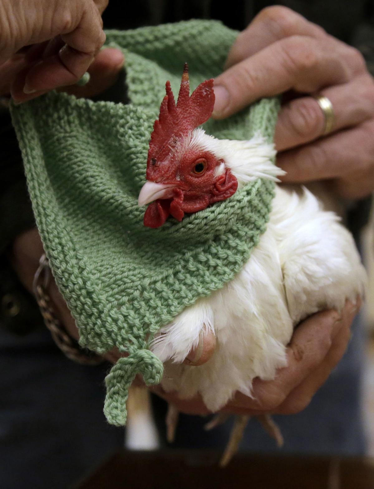 Seven photos of chickens wearing sweaters National News