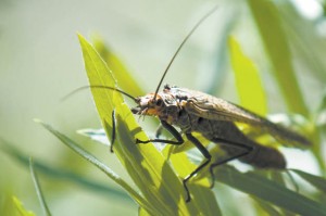 Salmonfly