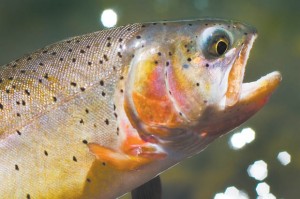 Cutthroat trout