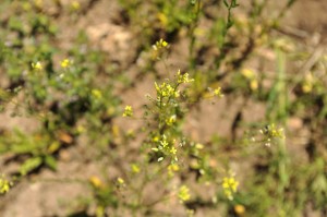 Camelina