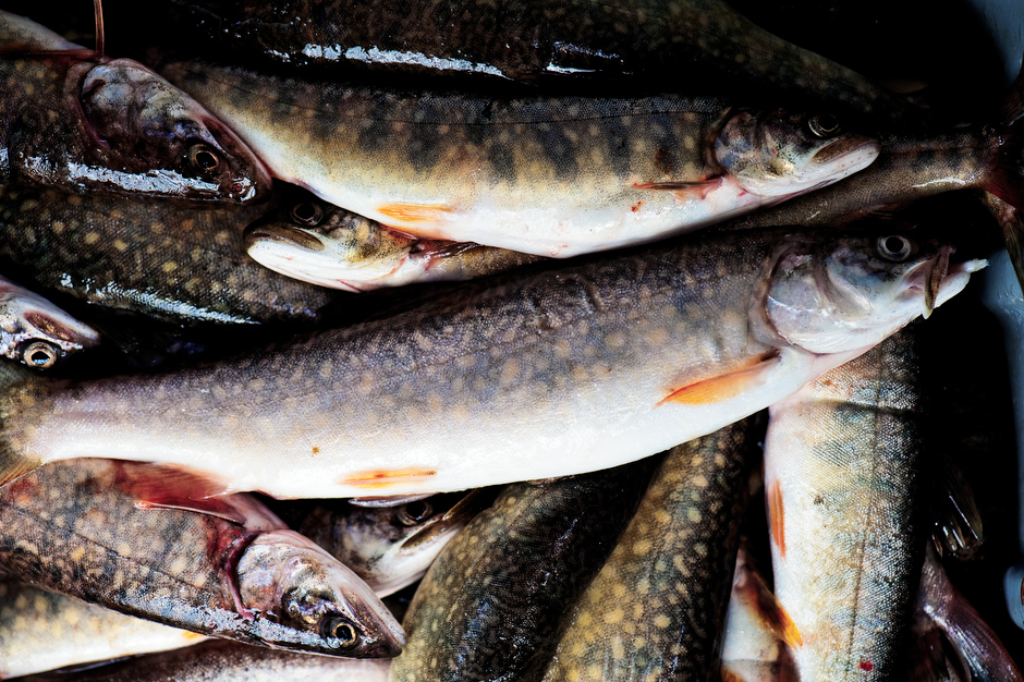 yellow stone fish yellow stone fish