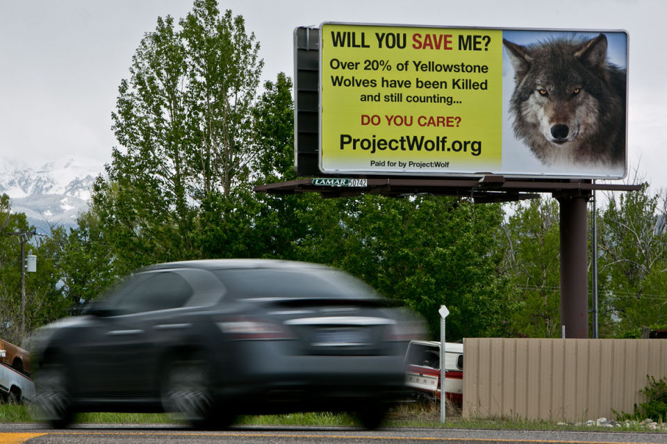 Wolf Advocacy Billboards Return Around Yellowstone | Yellowstone ...